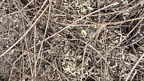 Indian Couple Outdoor Sex In A Jungle Deep Forest Indian Couple Outdoor Sex In A Jungle Deep Forest