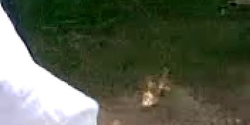 Indians At Backyard
